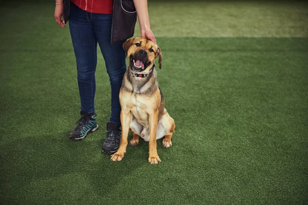 Perro sentado en el césped artificial después de una sesión de entrenamiento — Foto de Stock