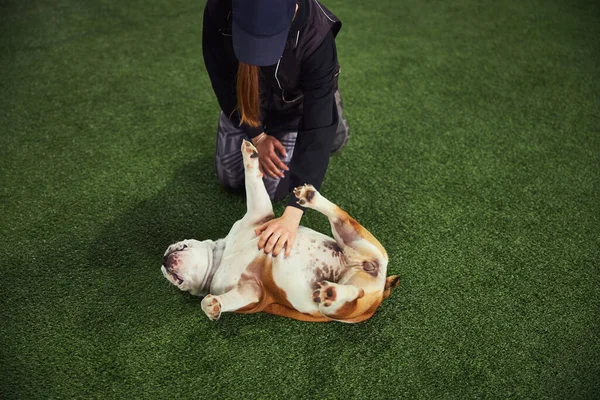 Manejador profesional enseñando a un cachorro el comando del vientre —  Fotos de Stock