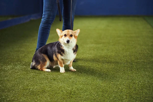 Schattig hondje dat de gehoorzaamheidstraining ondergaat met een gecertificeerde instructeur — Stockfoto