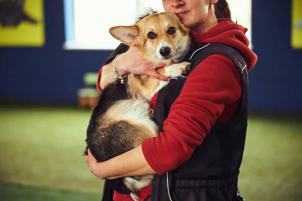 Manipulador profesional posando con un lindo perrito para la cámara —  Fotos de Stock