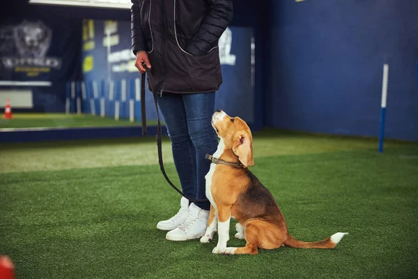 Indah muda anjing beagle menjalani pelatihan ketaatan — Stok Foto