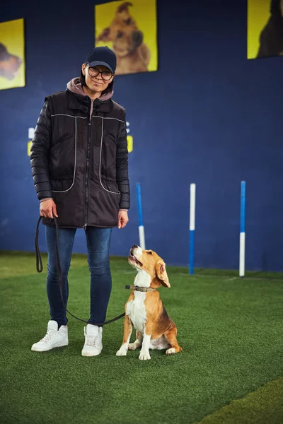 Calma beagle obediente sentado en sus haunches por un controlador — Foto de Stock