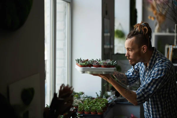 Baard jongeman controleren sappige planten thuis — Stockfoto