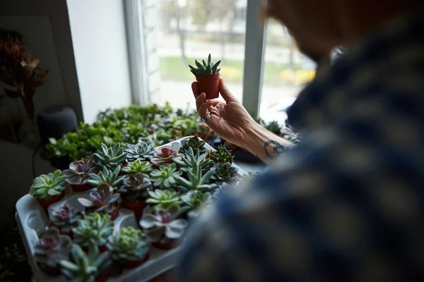 Maschio mano che tiene pianta succulenta in piccolo vaso — Foto Stock
