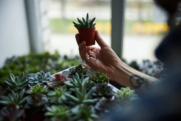 Mano masculina sosteniendo planta suculenta verde en maceta —  Fotos de Stock