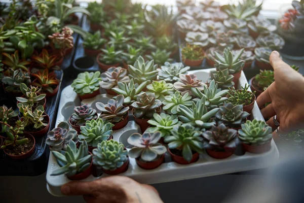 Manos masculinas sosteniendo contenedor con plantas suculentas en macetas —  Fotos de Stock