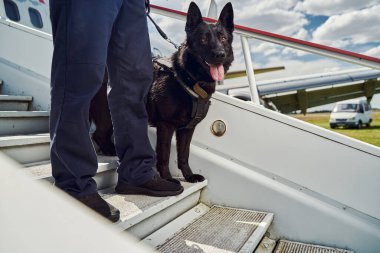 Polis köpekli erkek güvenlik görevlisi uçak merdivenlerinde dikiliyor.