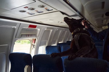 Security officer with detection dog inspecting passenger aircraft clipart