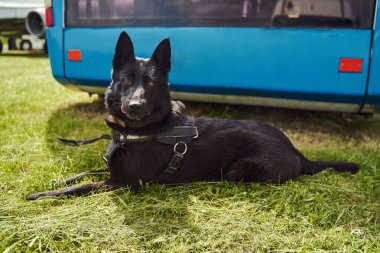 Siyah Norveç Elkhound köpeği havalimanında çimlerin üzerinde yatıyor