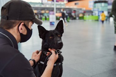 Havaalanı terminalinde çalışan tespit köpekli bir güvenlik görevlisi.