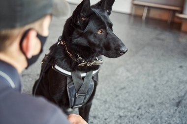 Havaalanında görevli bir güvenlik görevlisiyle görev yapan bir köpek tespit edildi.