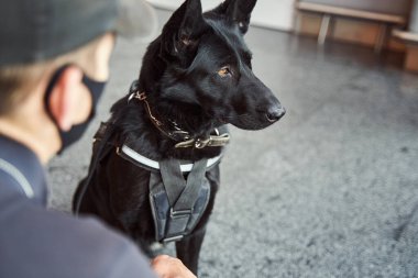 Detection dog on duty with security officer at airport clipart