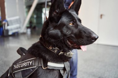 Havaalanında görev yapan güzel siyah güvenlik köpeği.