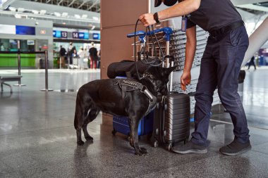 Security worker and detection dog checking luggage at airport clipart