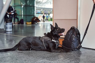 Police security dog resting on the floor in airport terminal clipart