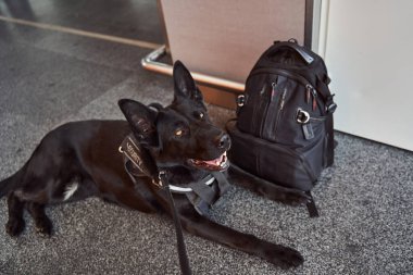 Havaalanı terminalinin zemininde dinlenen güvenlik tespit köpeği.