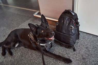 Security detection dog resting on the floor in airport terminal clipart