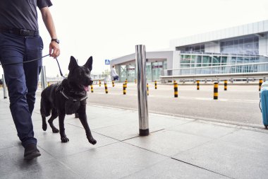 Security officer with police dog walking outdoors at airport clipart