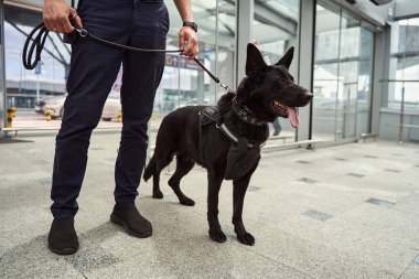 Security officer with police dog standing at airport terminal clipart