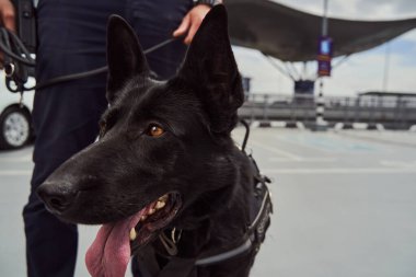 Police detection dog on duty with security officer at airport clipart