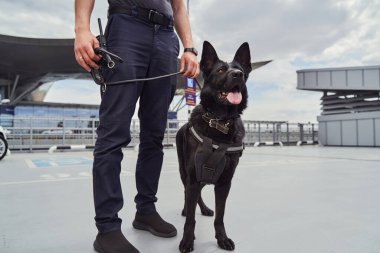 Airport security worker with detection dog standing at aerodrome clipart