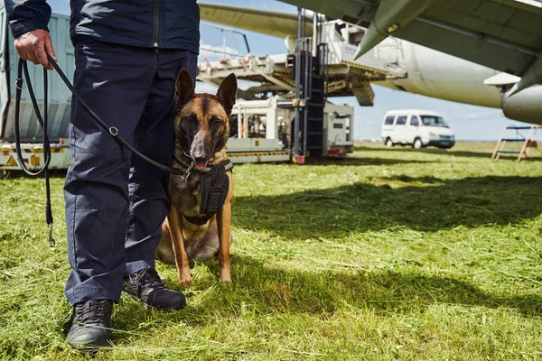 Security police dog on duty with officer at aerodrome