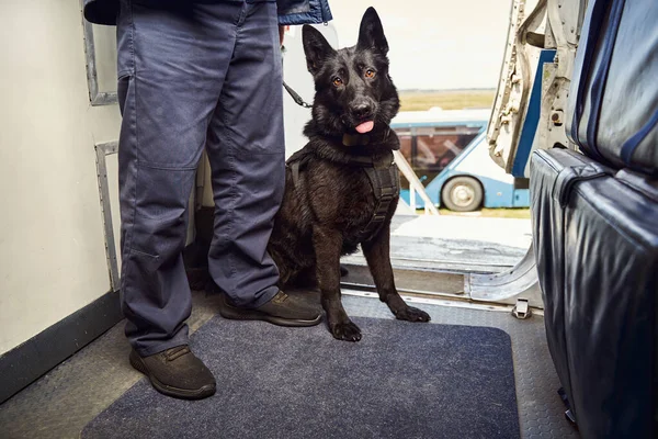 Agent de sécurité masculin avec chien de police debout à l'intérieur de l'avion — Photo