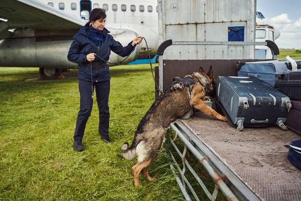 Αξιωματικός ασφαλείας και σκύλος ανίχνευσης ναρκωτικών ελέγχουν αποσκευές στο αεροδρόμιο — Φωτογραφία Αρχείου