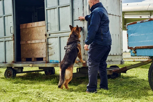 Oficial de seguridad y perro de detección de drogas revisando carga en aeródromo — Foto de Stock