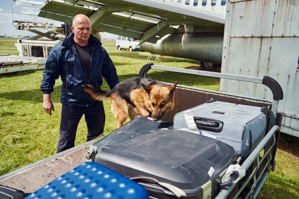 Security officer and detection dog checking baggage at aerodrome