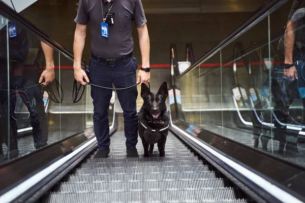 Security officer with detection dog using escalator at airport