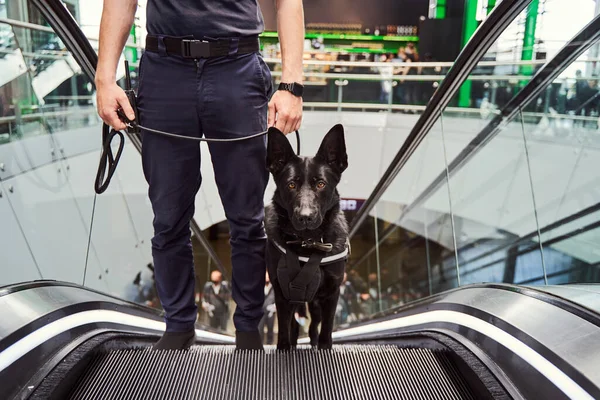 Офіцер охорони з поліцейським собакою використовує ескалатор в аеропорту — стокове фото