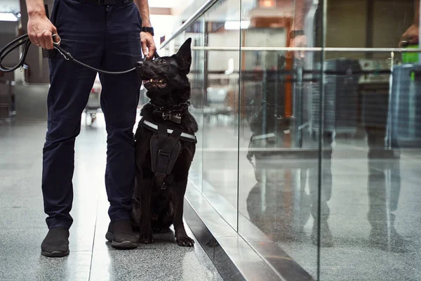 Trabajador de seguridad con perro de detección de pie junto a la pared de vidrio en el aeropuerto — Foto de Stock
