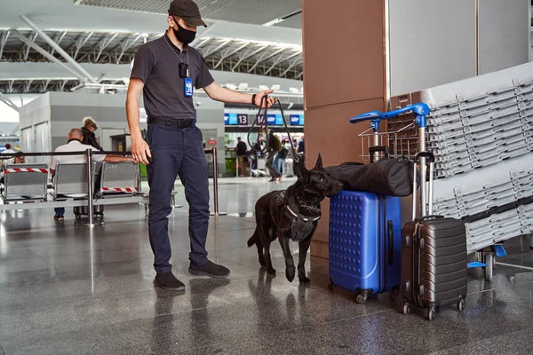 Guarda de segurança e cão de detecção verificando a bagagem no aeroporto — Fotografia de Stock