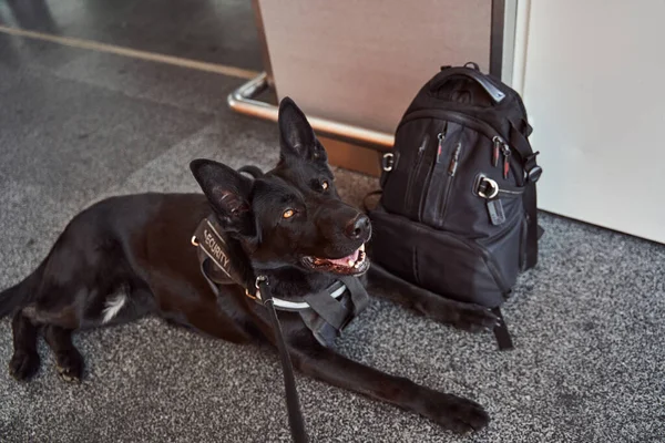 Säkerhetsdetektionshund vilar på golvet i flygplatsterminalen — Stockfoto