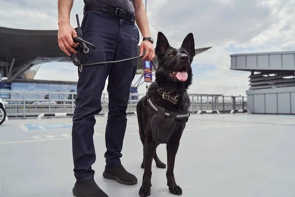 Υπάλληλος ασφαλείας αεροδρομίου με σκύλο ανίχνευσης όρθιο στο αεροδρόμιο — Φωτογραφία Αρχείου