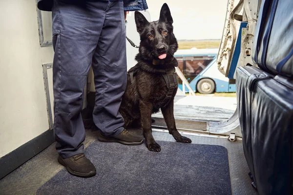 Male security officer with police dog standing inside airplane Stock Image