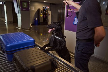 Güvenlik görevlisi ve av köpeği havaalanında bavulları kontrol ediyor.
