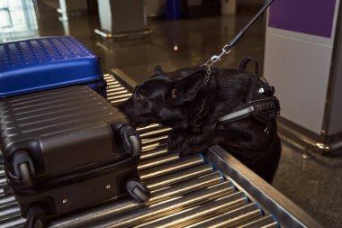 Havaalanında yolcu bagajlarını kontrol eden bir köpek tespit edildi.