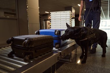 Polis köpekli bir güvenlik görevlisi havaalanında bavulları kontrol ediyor.