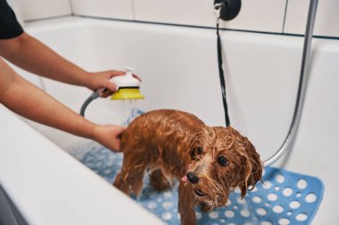 Küvette duran tatlı ıslak köpek.