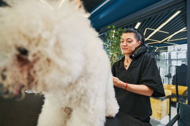 Profesyonel hayvan bakımı salonunda her zamanki gün.