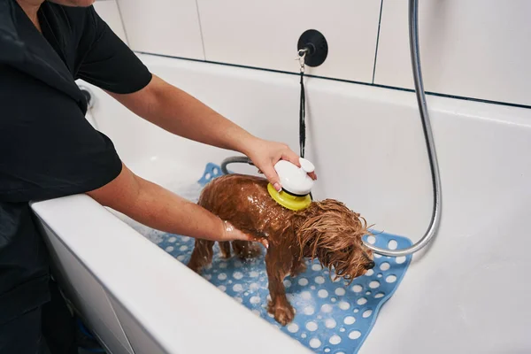 Ретельна жінка організовує теплий душ для домашньої тварини — стокове фото