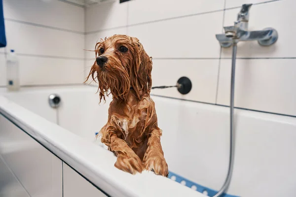 Красива коричнева собака приймає звичайну ванну — стокове фото