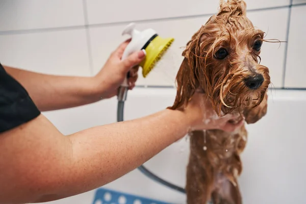 Zorgen voor uw huisdier door ze onder de douche te brengen — Stockfoto