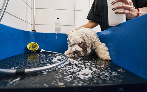 Тварини стають чистими і прекрасними при ретельному лікуванні — стокове фото