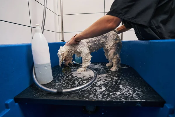 Ретельне і комфортне купання в будинку для догляду за домашніми тваринами — стокове фото
