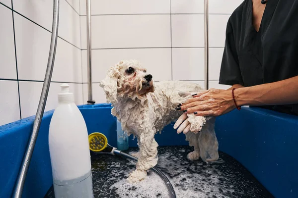 Красива пухнаста тварина миється в доглянутому будинку — стокове фото