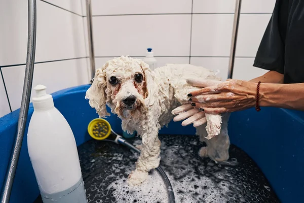 Calm beautiful white dog standing in a bathtub with a bottle of shampoo near and a woman soaping the fur