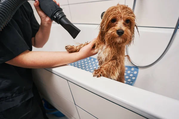 Groomer verzorgen van de vacht na het douchen — Stockfoto